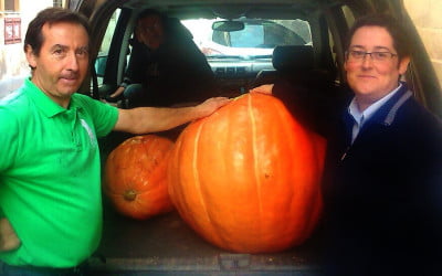 Desde Lardero, donativo de calabazas gigantes